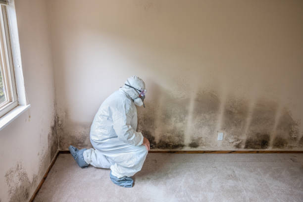 Mold Odor Removal Services in Country Clu, CA